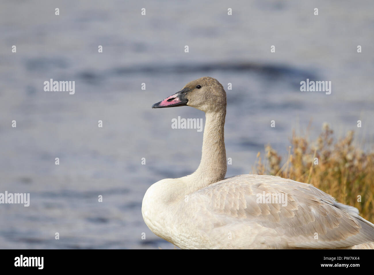 Trumpeter Swan Cygnet Closeup Stock Photo