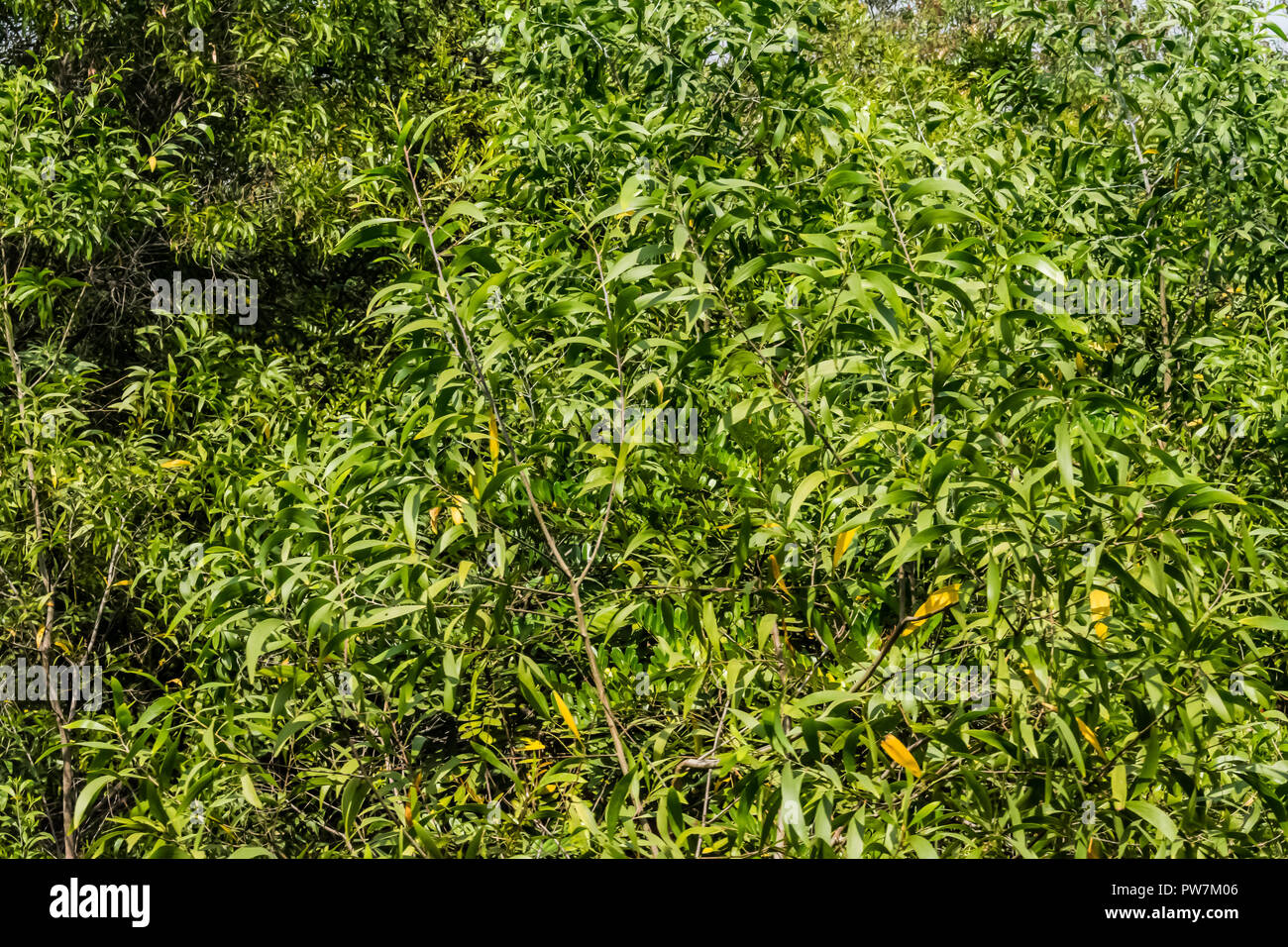 Eucalyptus greenery hi-res stock photography and images - Alamy