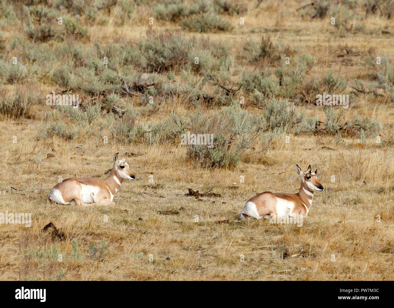 Two Pronghorn Antelopes Lying Down Stock Photo