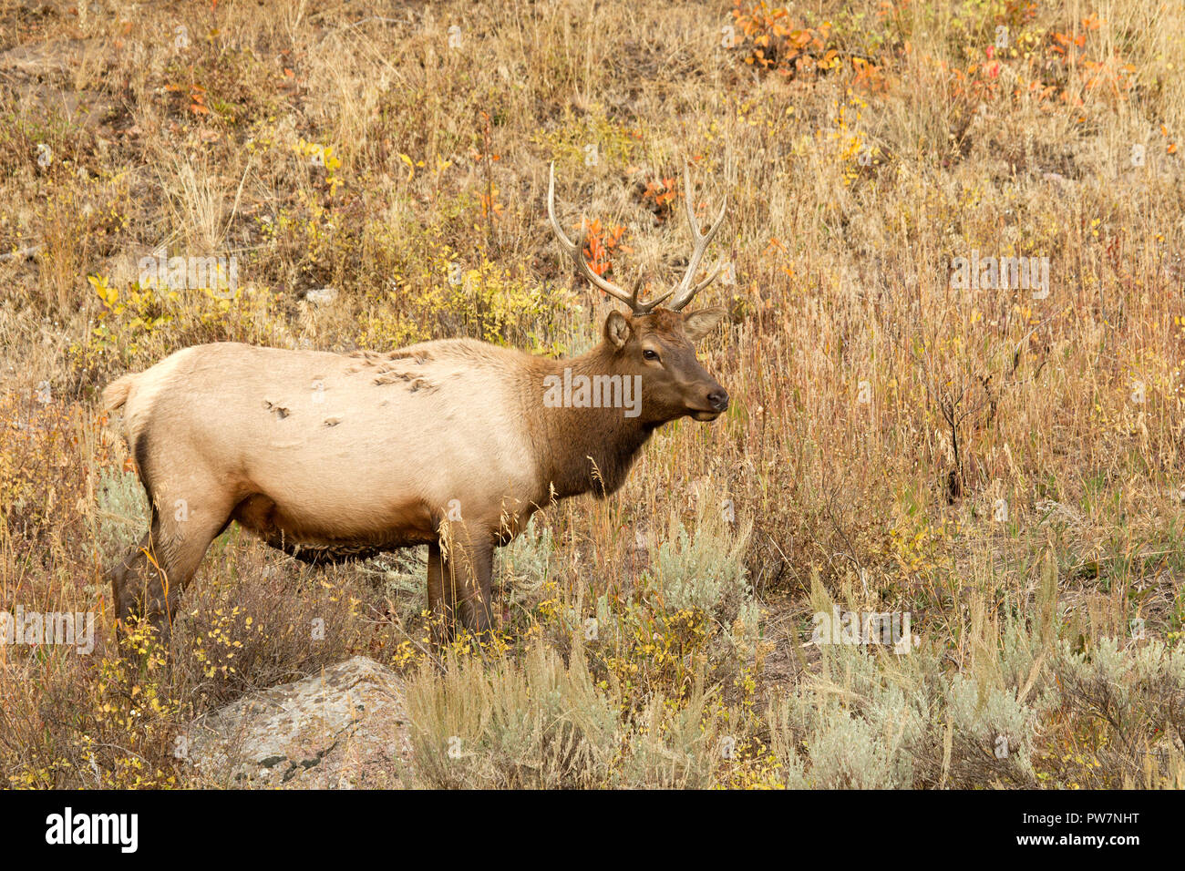 Young Bull Elk Stock Photo