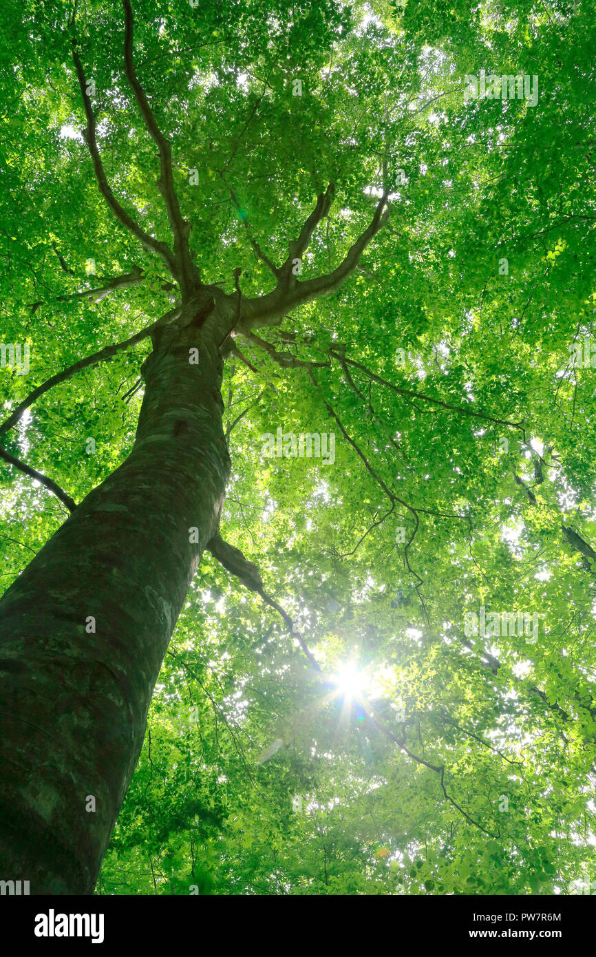 Buna tree in Shirakami mountains Stock Photo Alamy