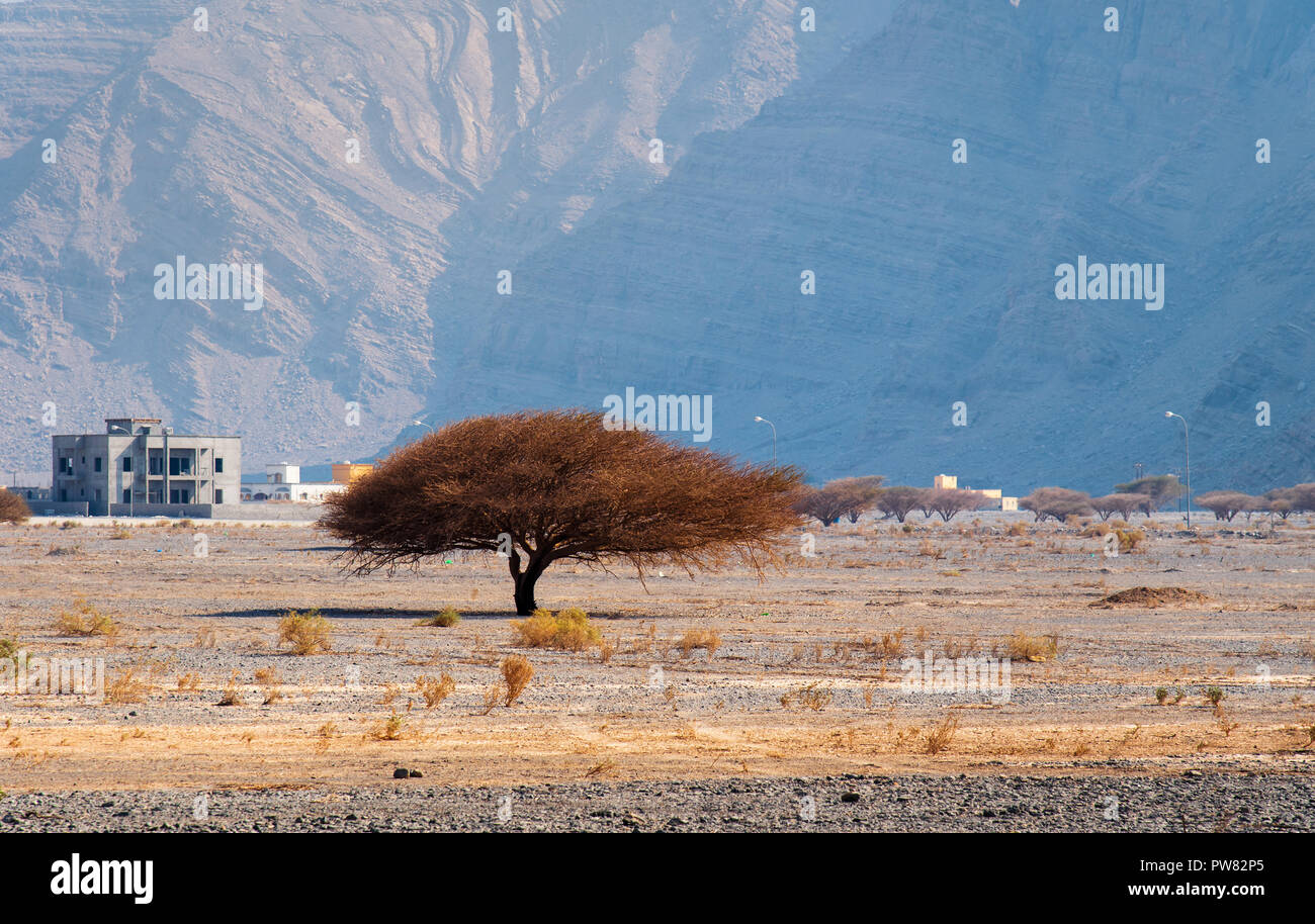 Small and lonely tree in a desert with rock background Stock Photo