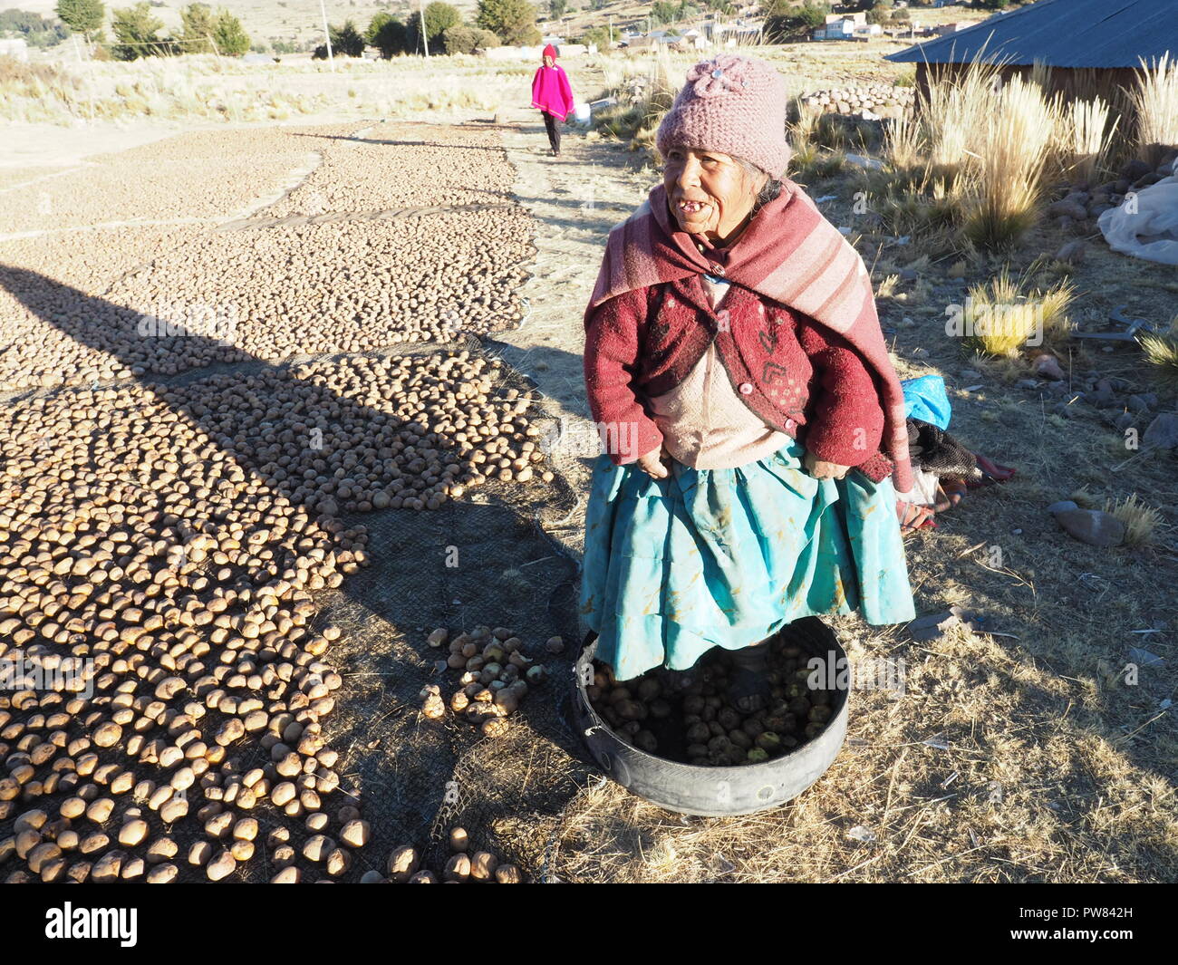 In PERU a variety of potato called Chuño, produced by dehydration through a cycle of exposure to sun and frost and crushing. Stock Photo