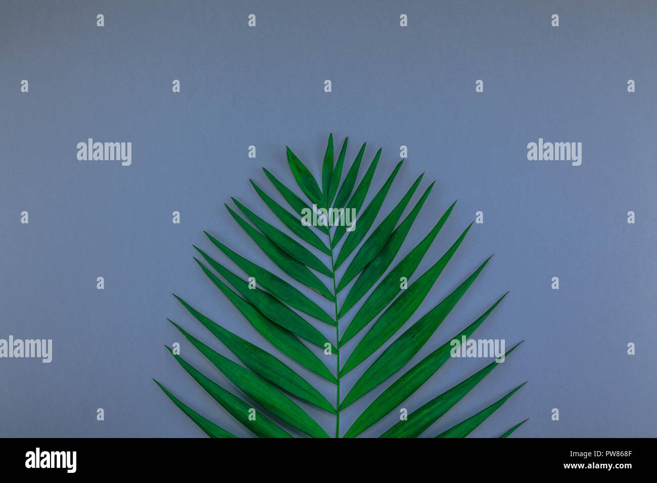 Creative flat lay top view of green tropical palm leaves on blue grey ...