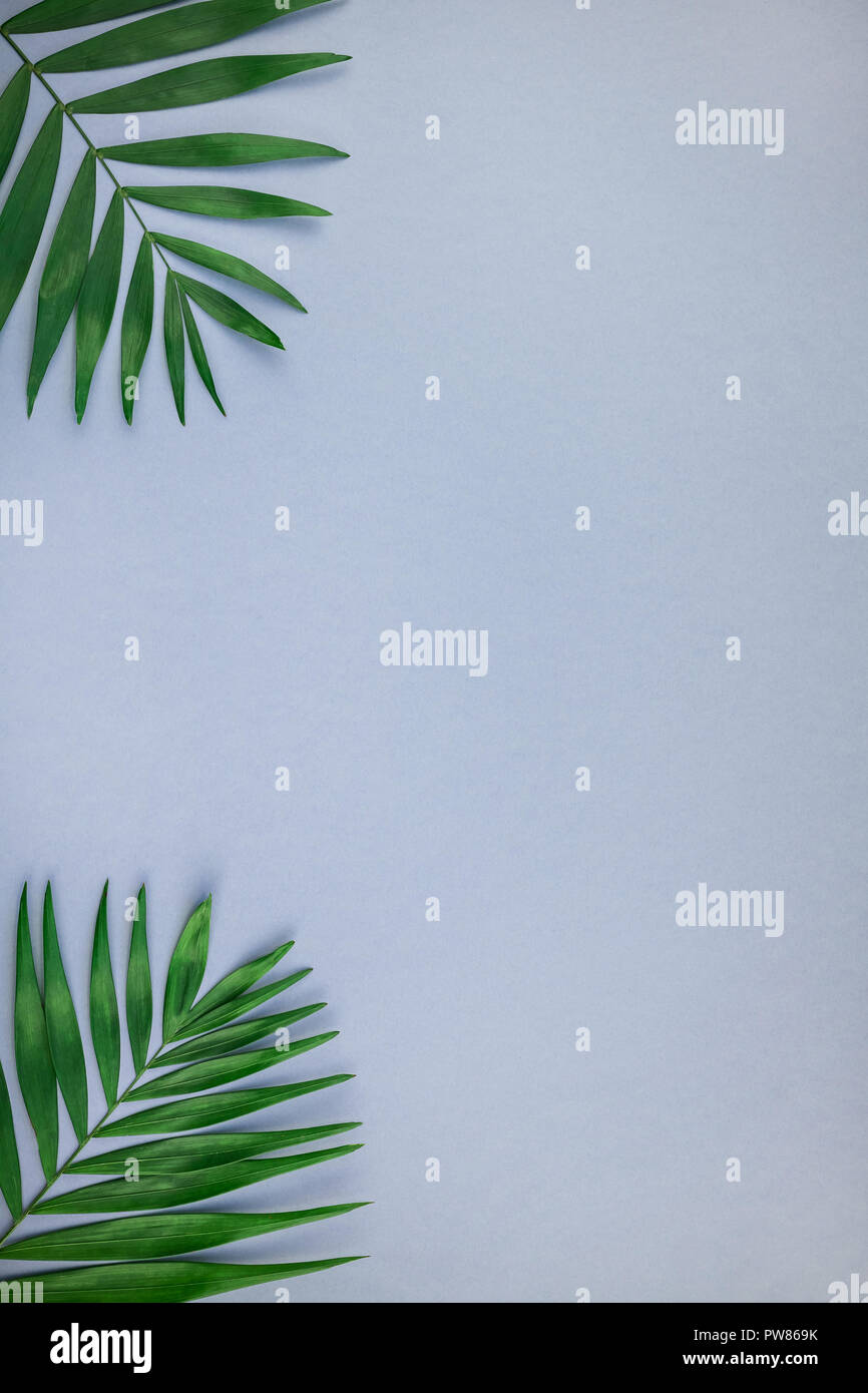 Creative flat lay top view of green tropical palm leaves on blue grey ...