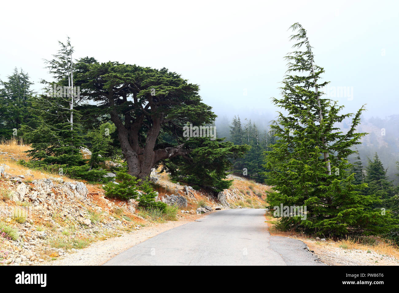 Cedars of Lebanon Stock Photo