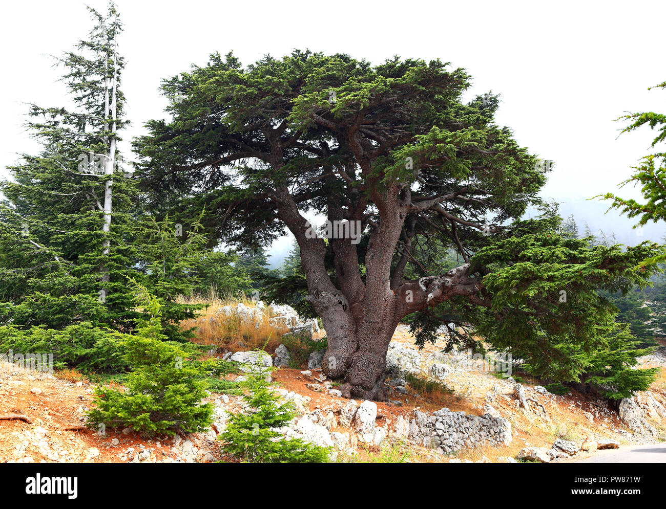 Cedars of Lebanon Stock Photo