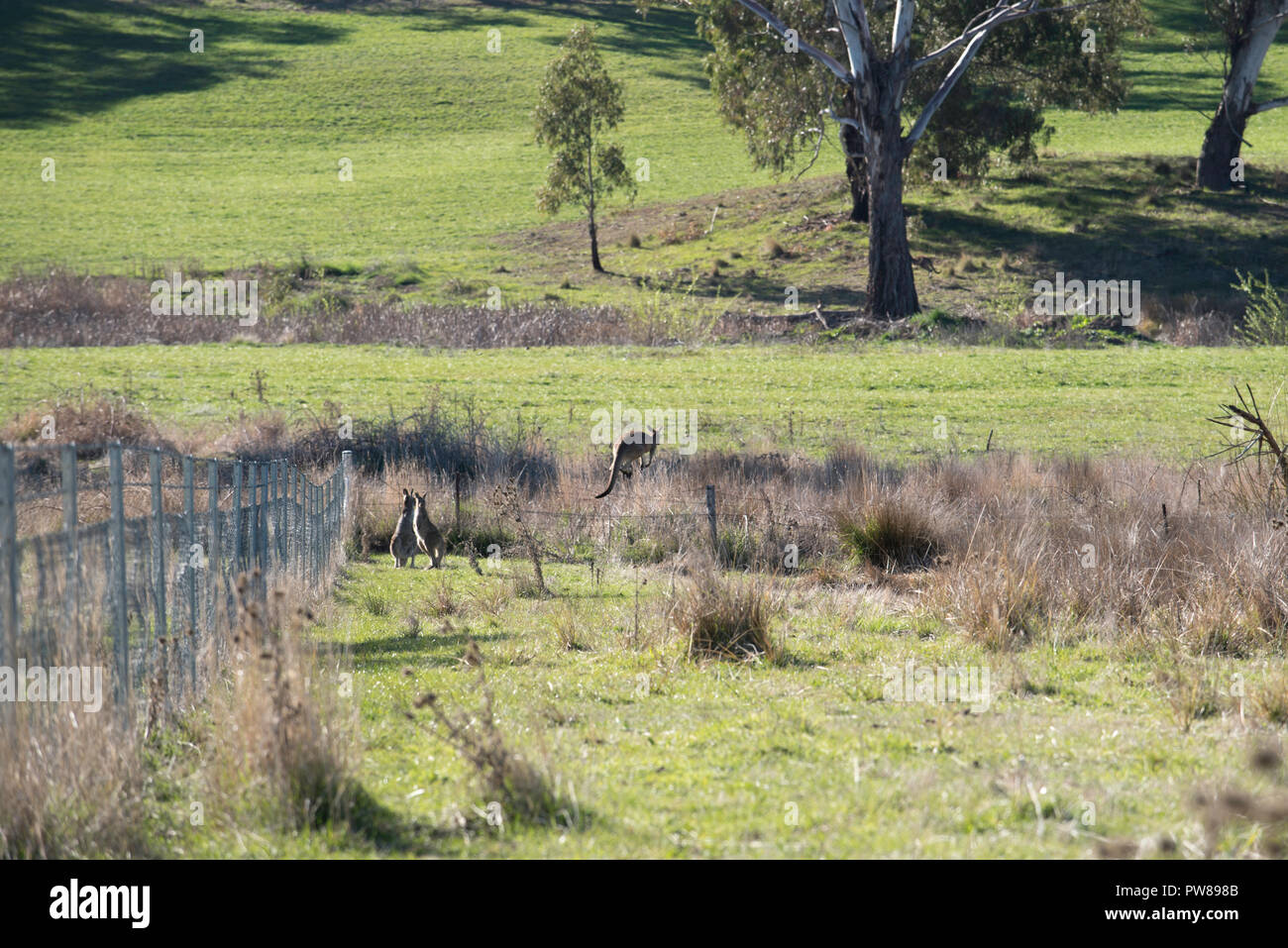 Kangaroo fence hires stock photography and images Alamy