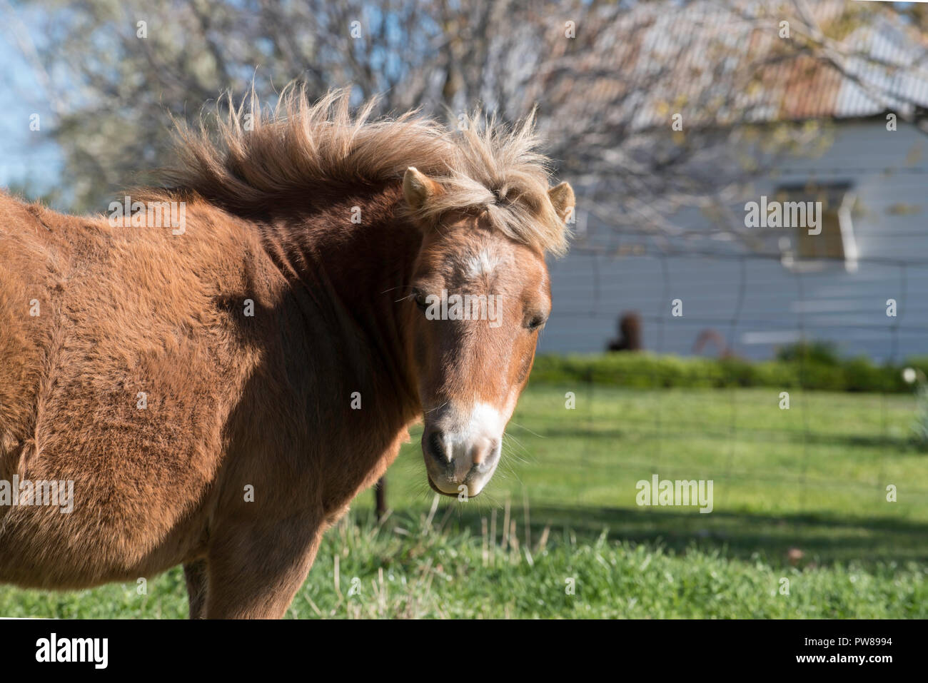 A coffee colored miniature horse standing in a paddock with wind blowing its mane facing the camera Stock Photo