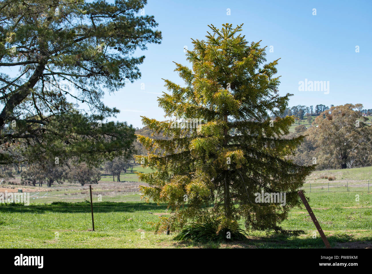 Grass paddocks and a young Bunya Pine (Araucaria bidwillii) tree planted in the foreground on a farm near Orange in New South Wales, Australia Stock Photo
