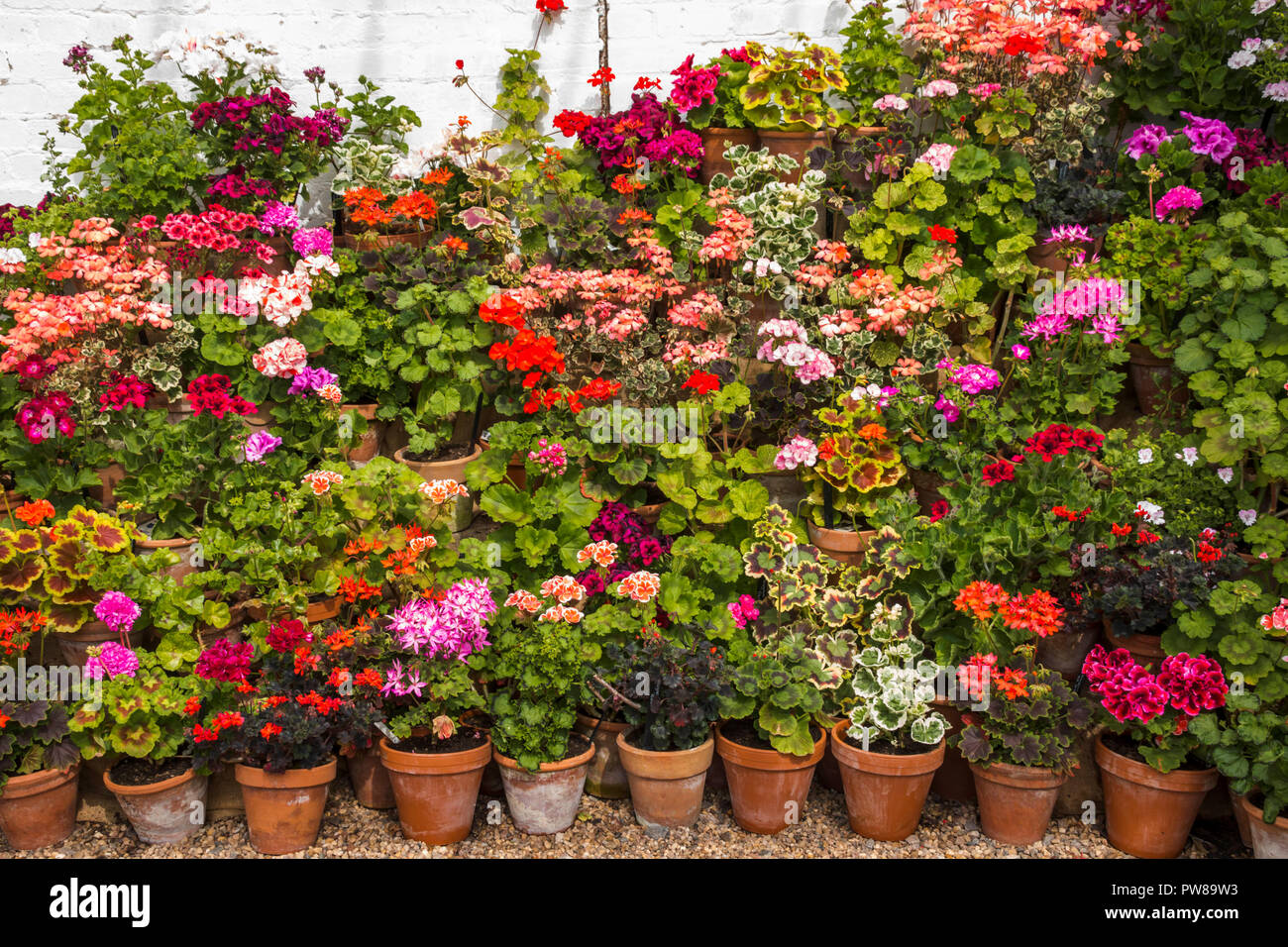 Tiered display of pelargoniums / geraniums in terracotta pots in a greenhouse at Dyffryn Gardens, South Wales, UK Stock Photo