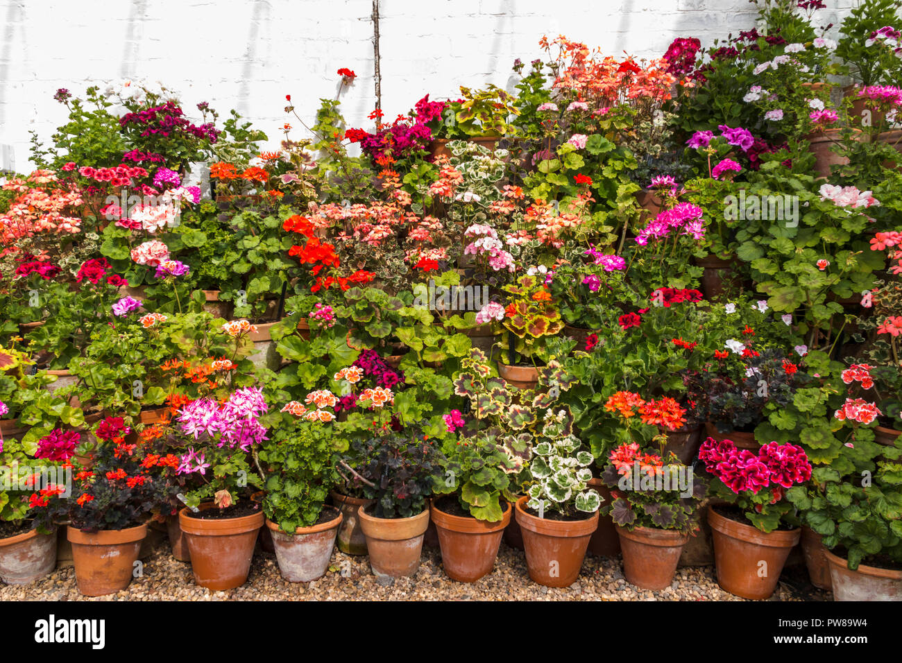 Tiered display of pelargoniums / geraniums in terracotta pots in a greenhouse at Dyffryn Gardens, South Wales, UK Stock Photo