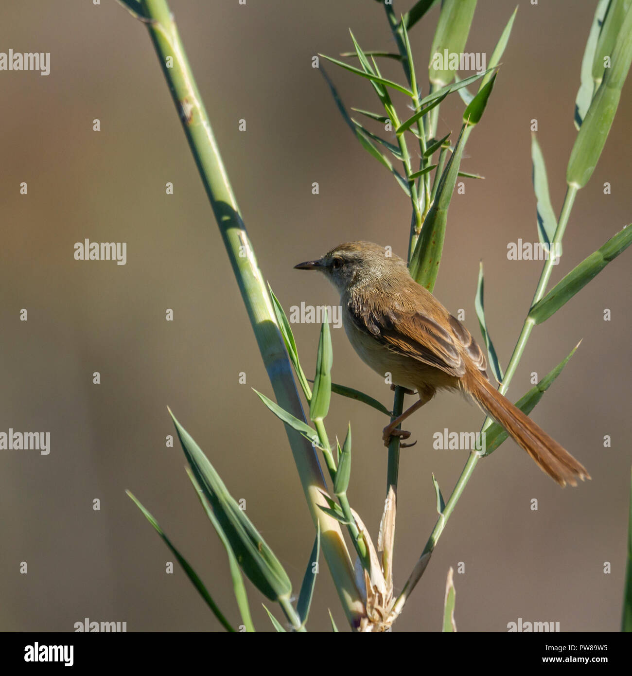 Black-chested Prinia in Kruger National park, South Africa ; Specie Prinia flavicans family of Cisticolidae Stock Photo