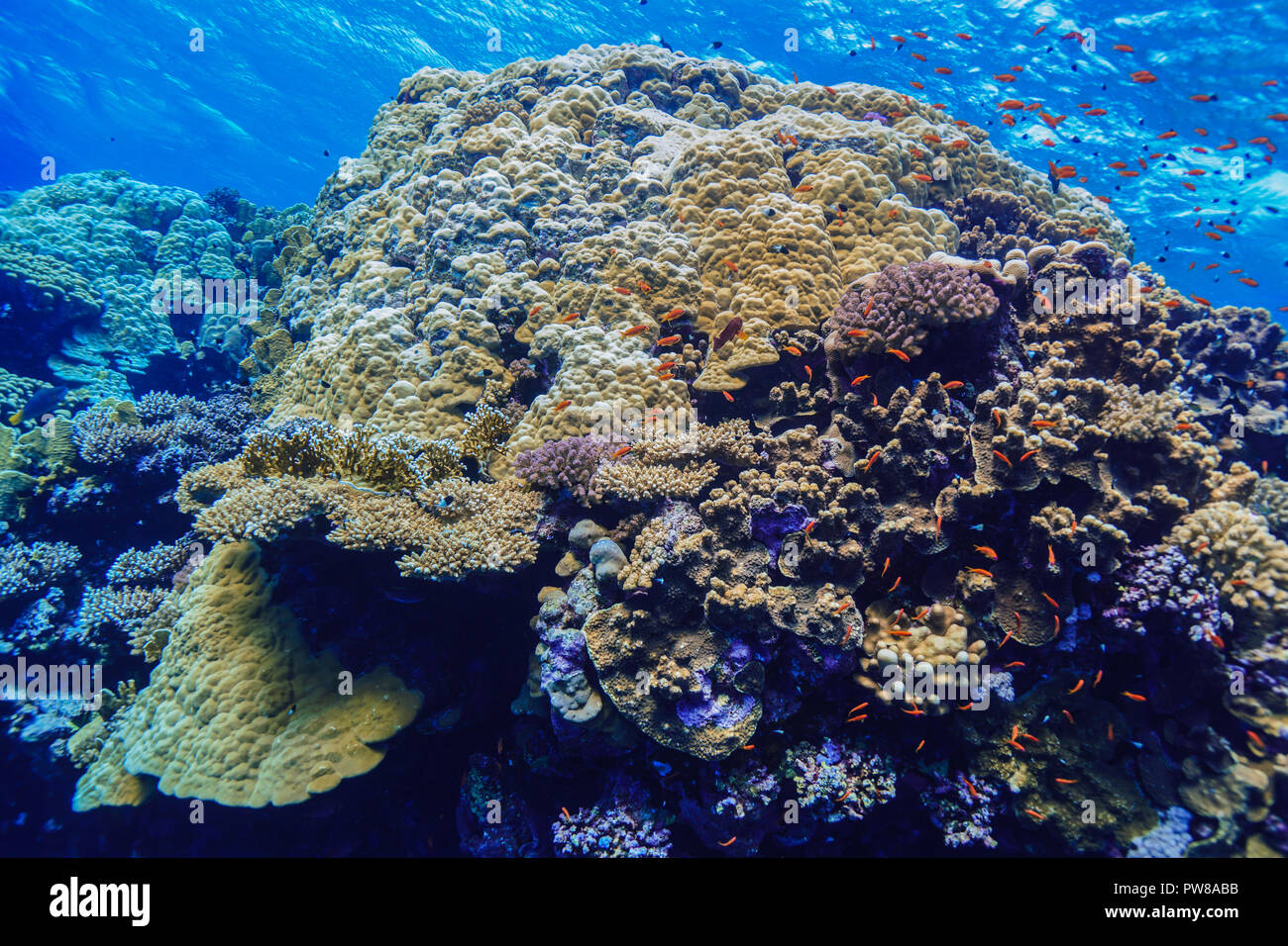 landscape Coral Reef at the Red Sea Egypt Stock Photo - Alamy