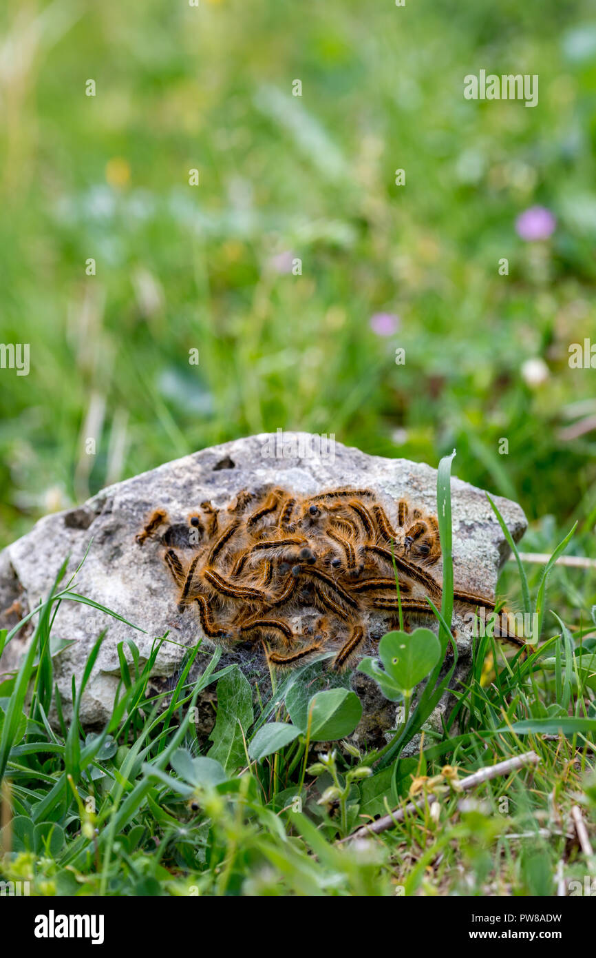 Close-up of colony of brown furry caterpillars, probably in an act of breeding and reproduction, gathered on grey granite stone in a spring day at a g Stock Photo