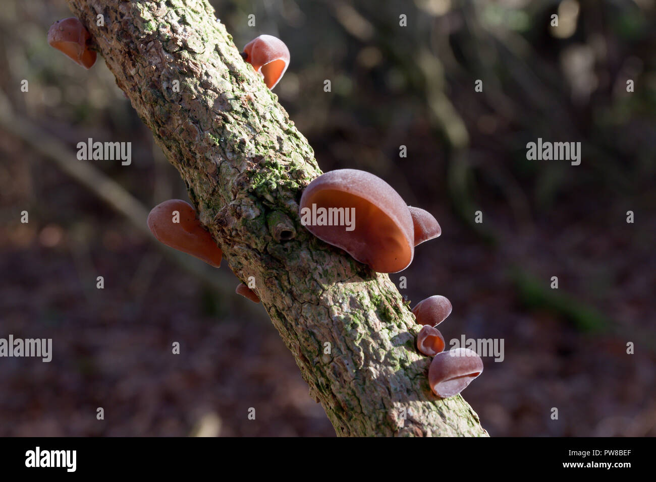 Jelly ear fungus, Auricularia auricula-judae, UK Stock Photo