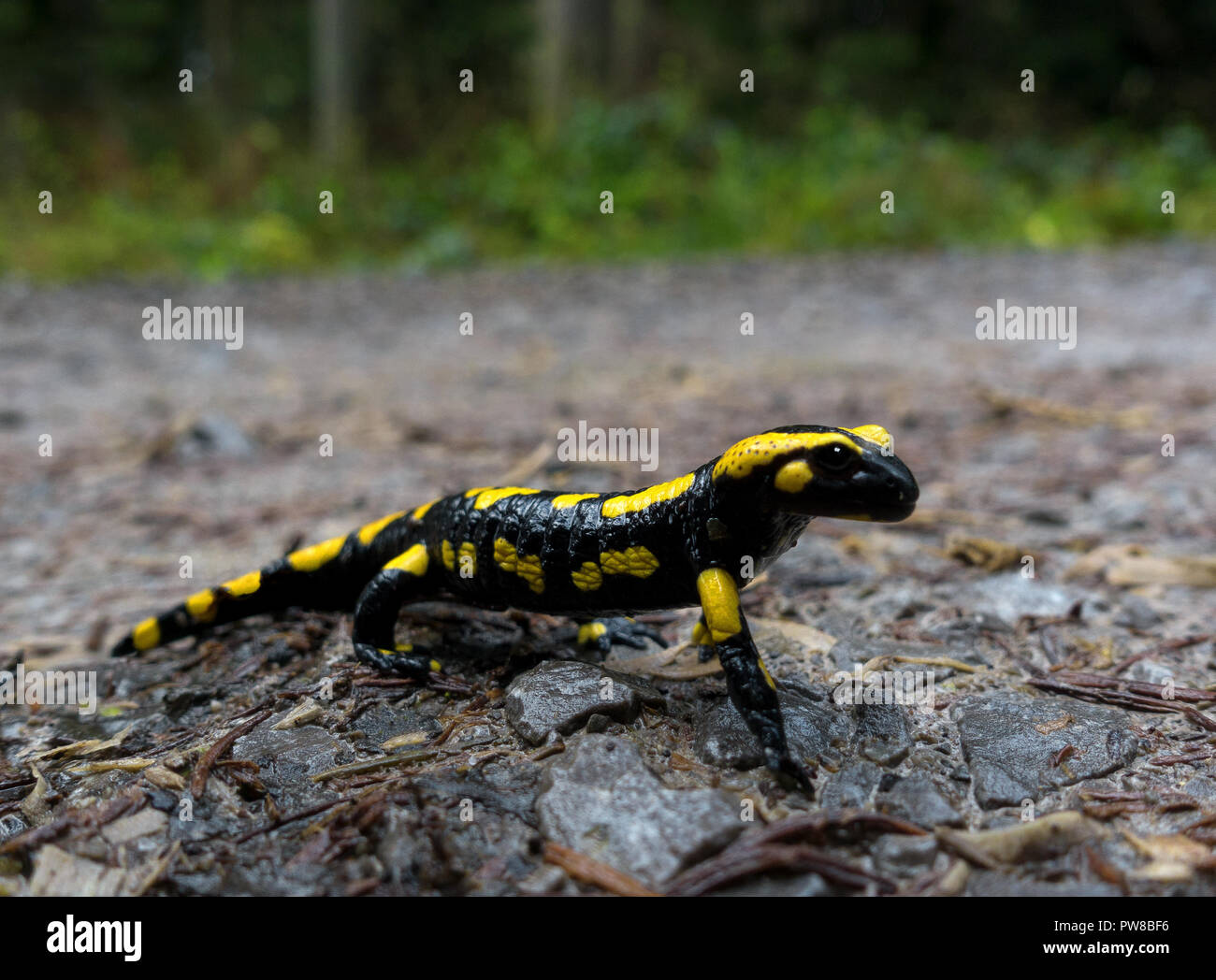 Fire salamander Stock Photo