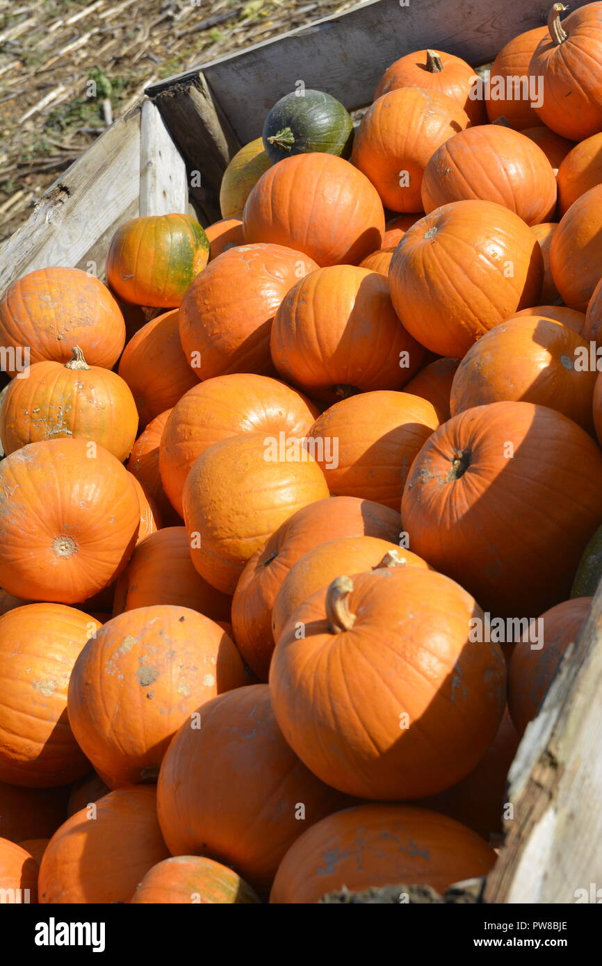Pumpkins at a pop up pumpkin farm in Hertfordshire, England Stock Photo