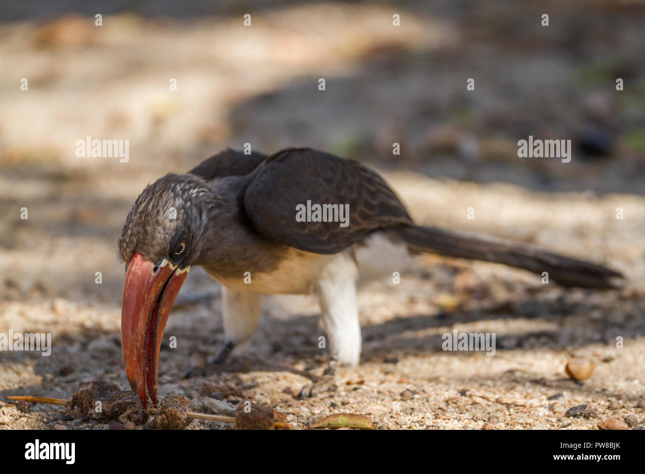 Crowned Hornbill in Kruger National park, South Africa ; Specie Tockus alboterminatus family of Bucerotidae Stock Photo