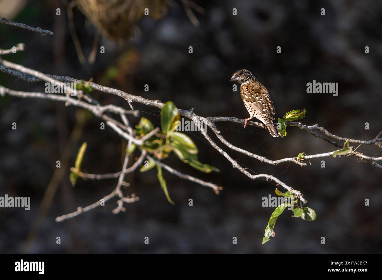 Cut-throat finch in Kruger National park, South Africa ; Specie Amadina fasciata family of Estrildidae Stock Photo