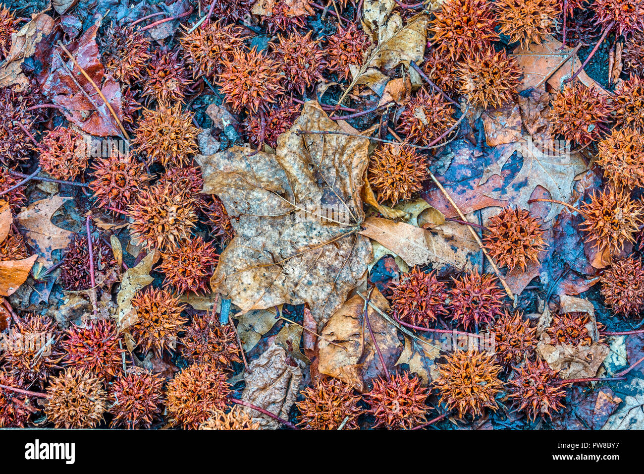 Large maple floor hi-res stock photography and images - Alamy