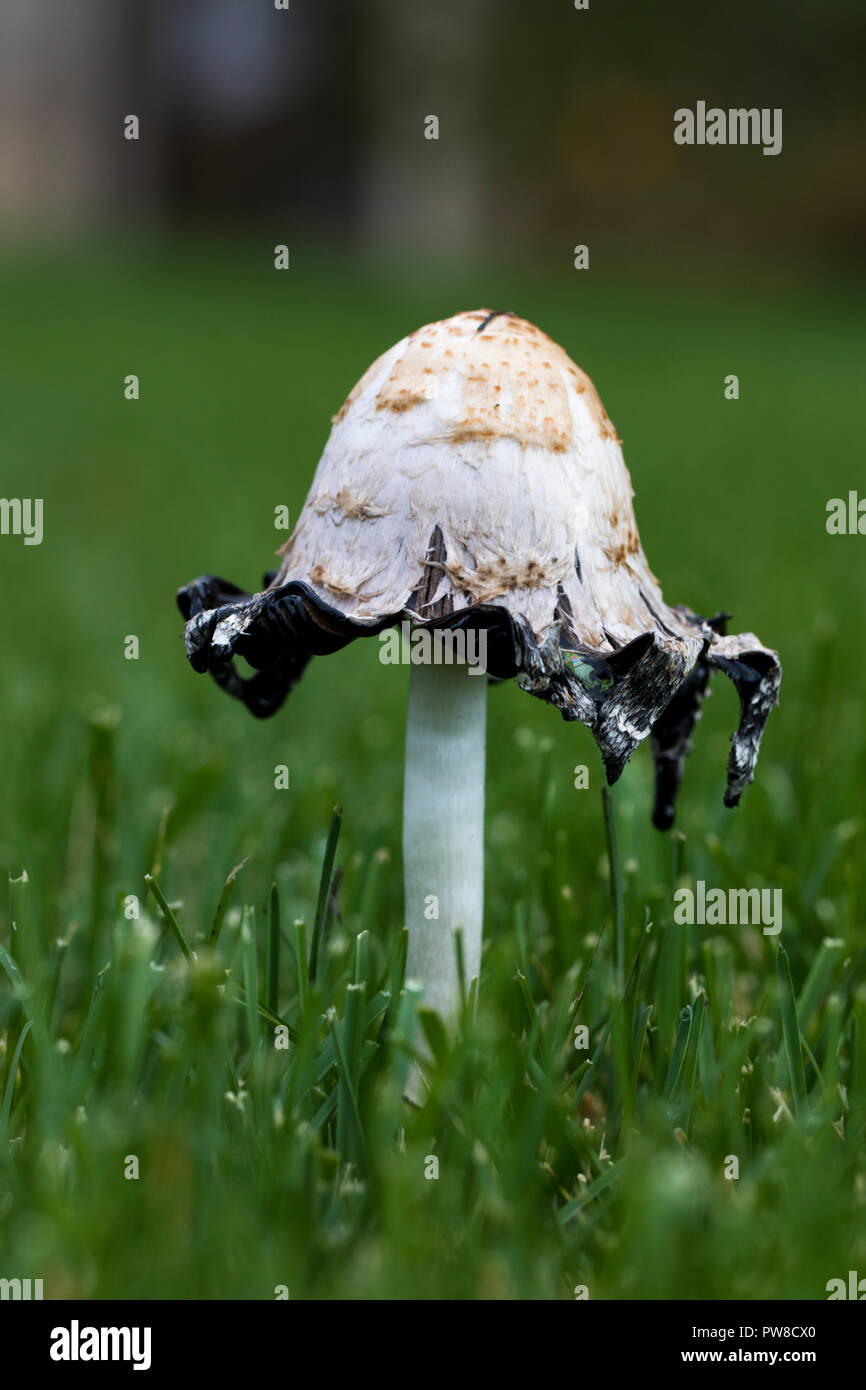 Messy ink cap mushroom producing sticky black spores. Stock Photo