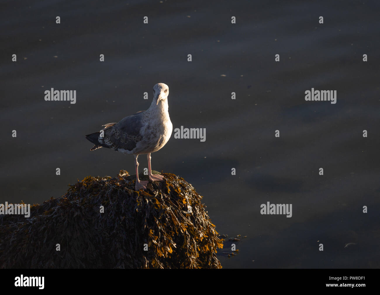 Side View of a seagull with a dark water background. Stock Photo