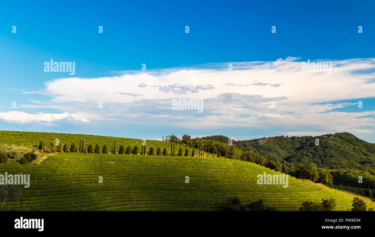 Slovenia italian border vineyard hi-res stock photography and images ...