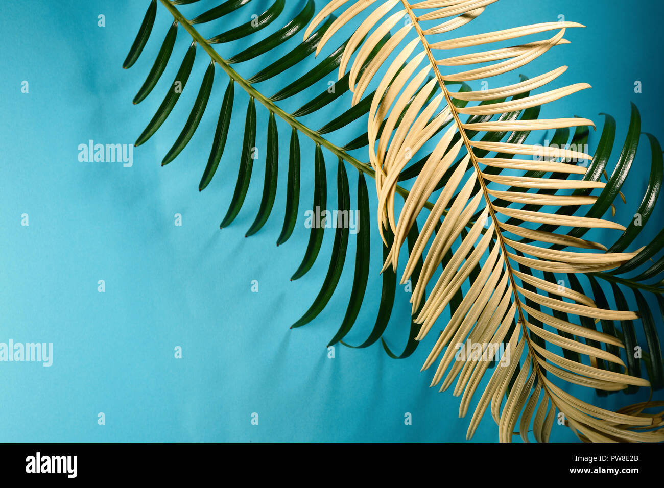 Background Green tropical leaf Stock Photo Alamy