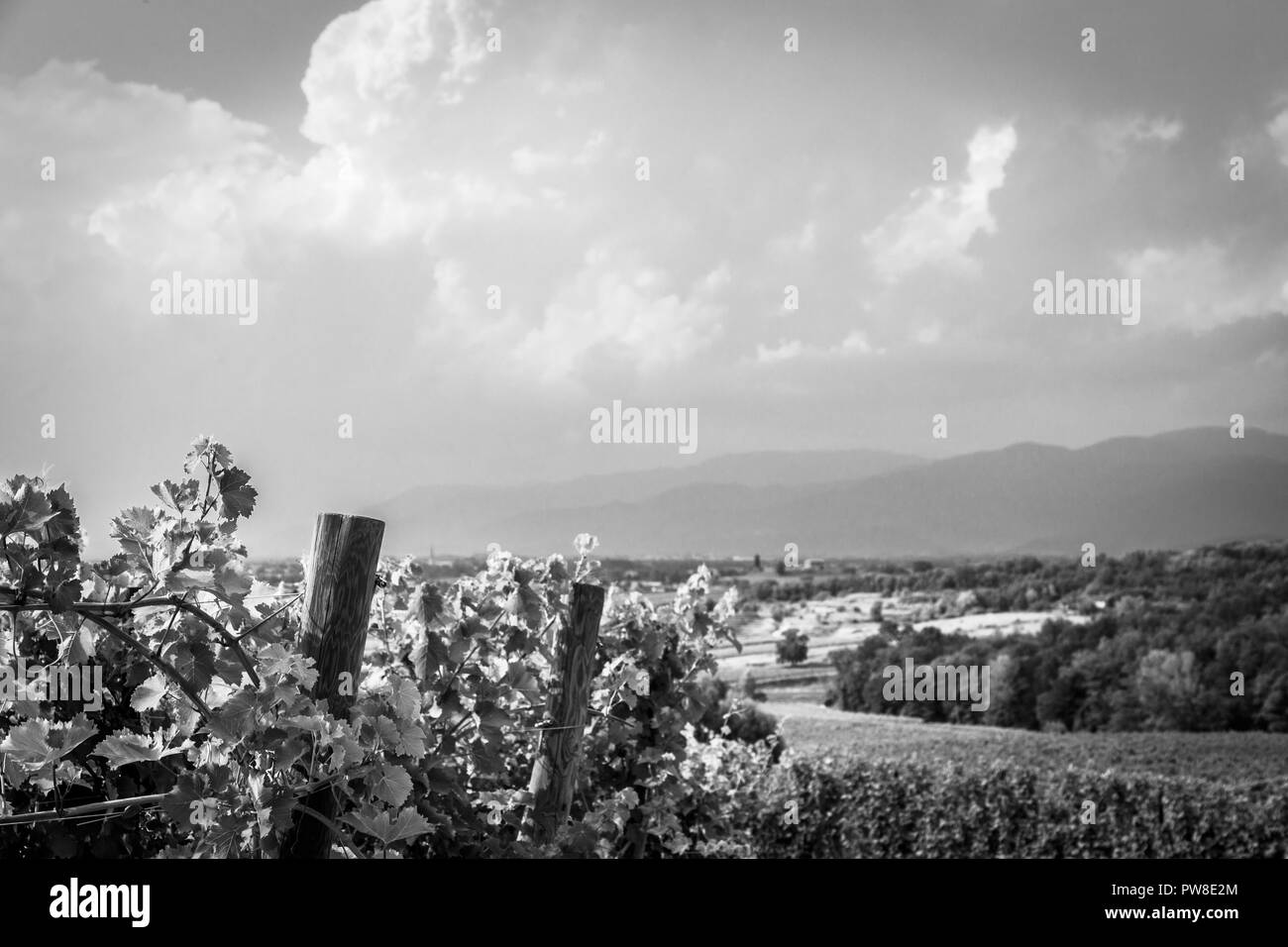 Storm is approaching the vineyards in the fields of Collio, Italy Stock Photo