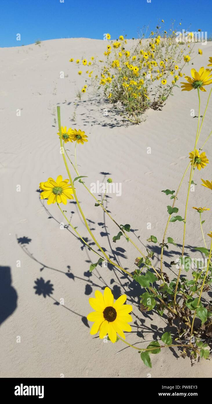 Sunflowers in the white sands of West Texas Stock Photo Alamy