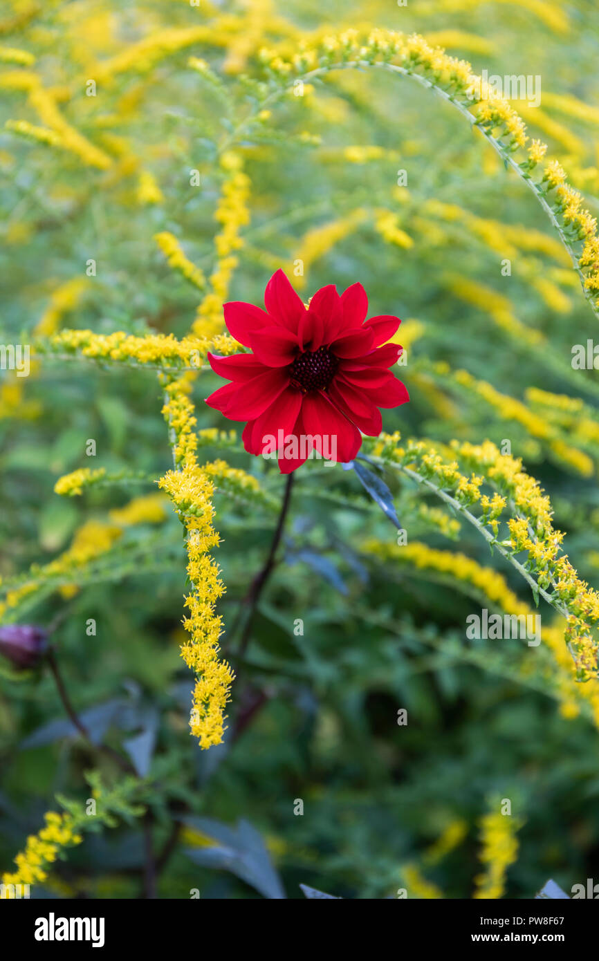 Close up of red Dahlia 'Bishop of Llandaff' flowering in a mixed border, UK Stock Photo