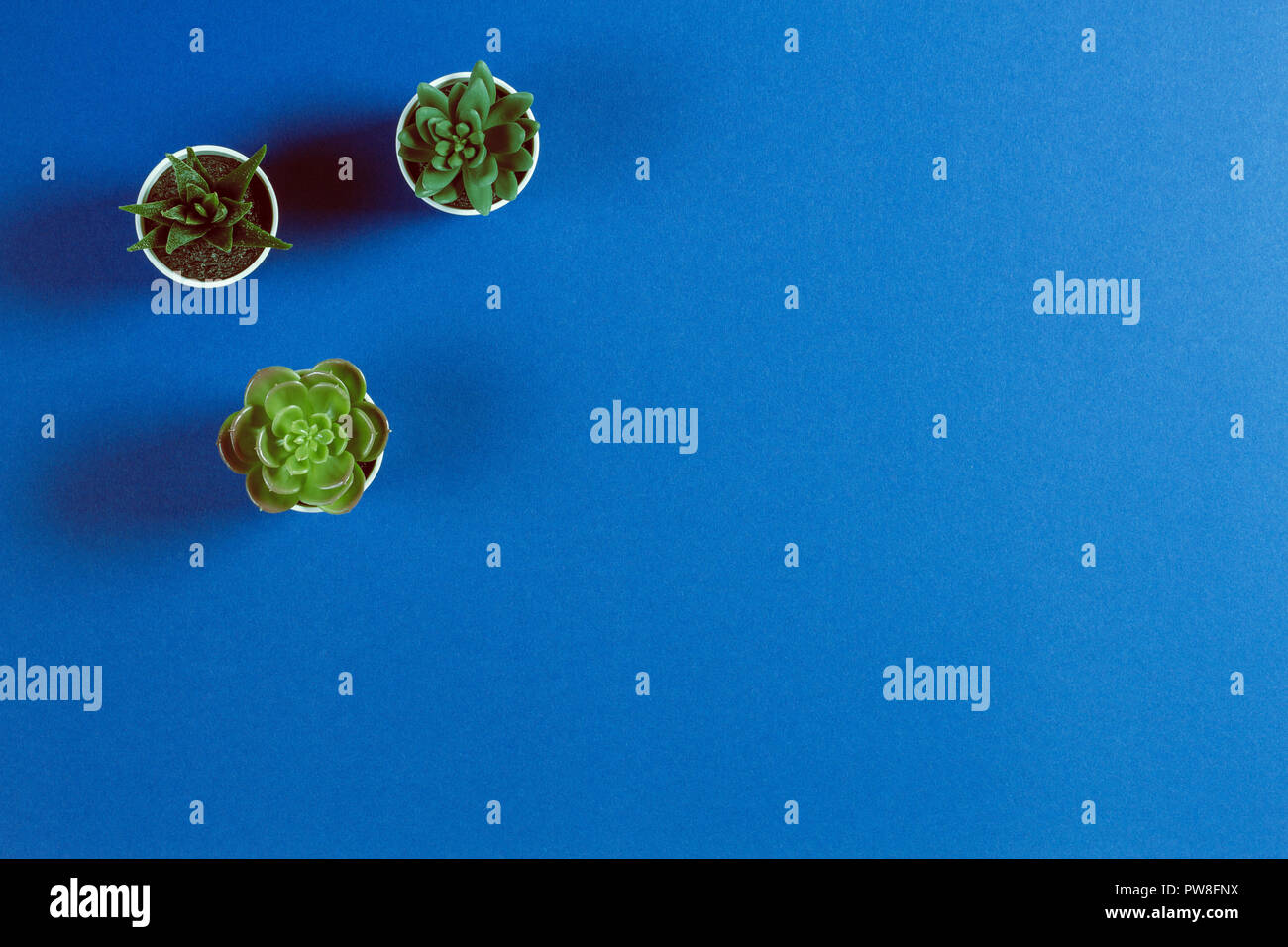 Pots different succulents on hi-res stock photography and images - Alamy