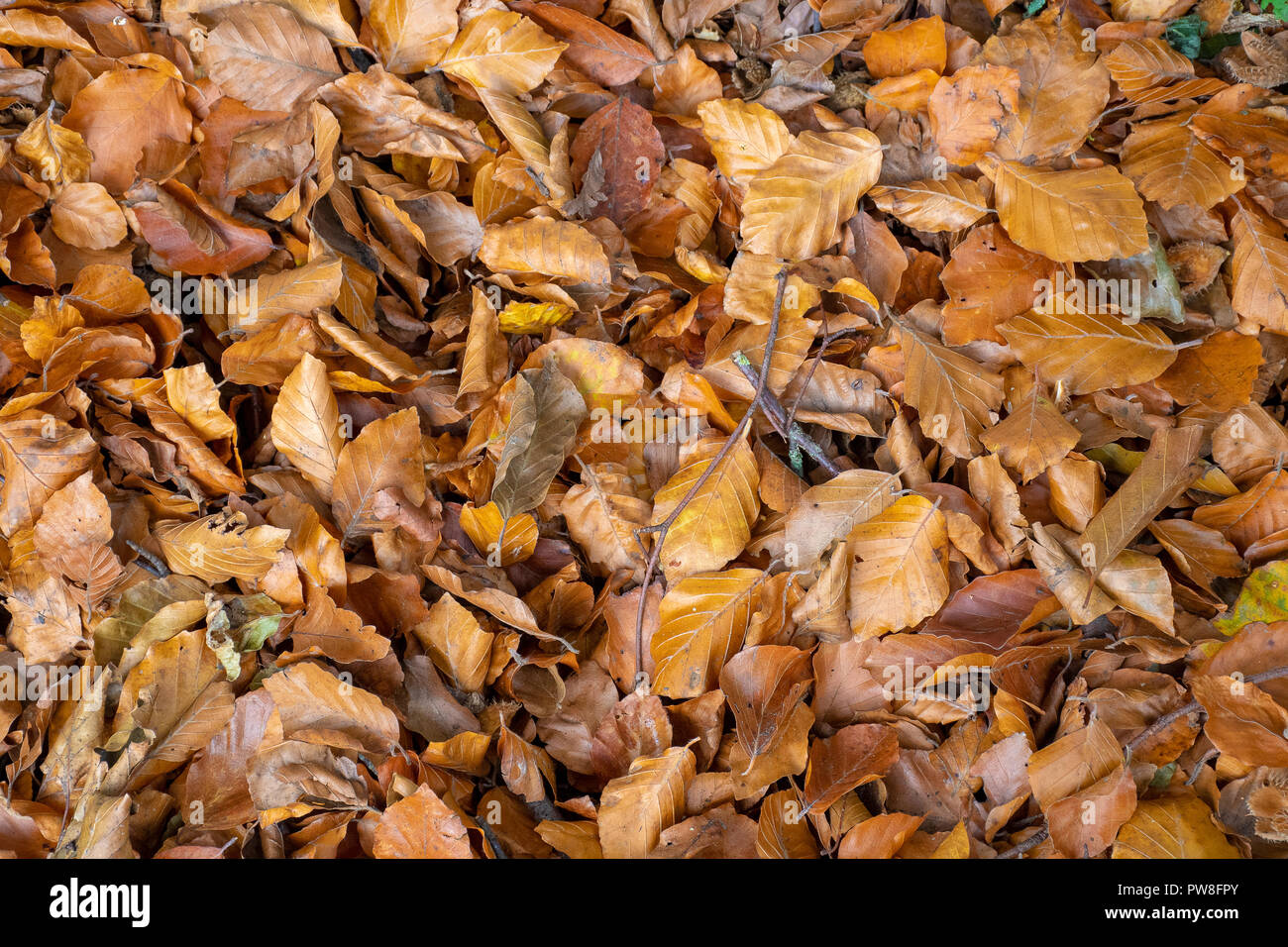 Crisp Leaves