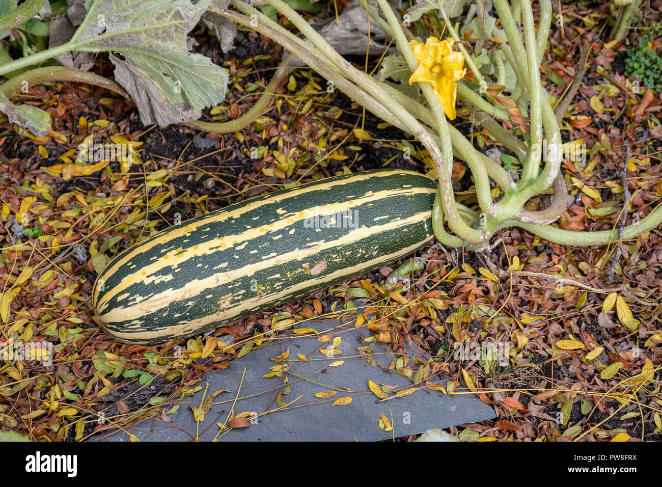 Ripe marrow growing on the plant on the ground Stock Photo