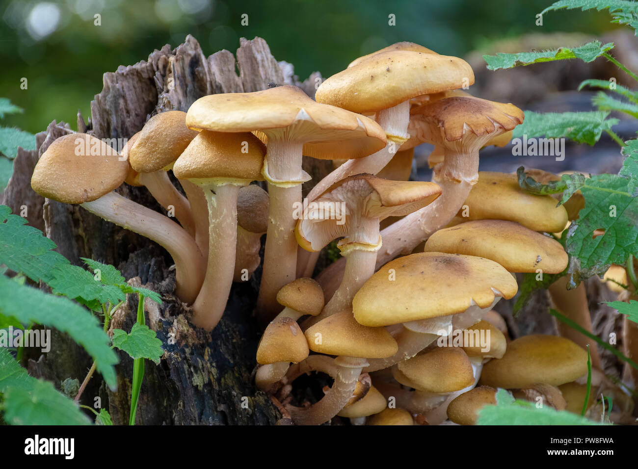 Wild mushrooms growing on dead trees in a forest Stock Photo - Alamy