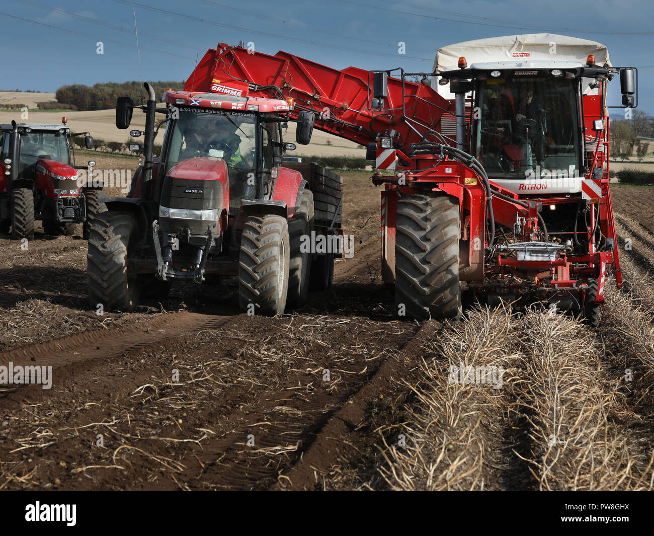 Picking potatoes in the Scottish Borders Stock Photo
