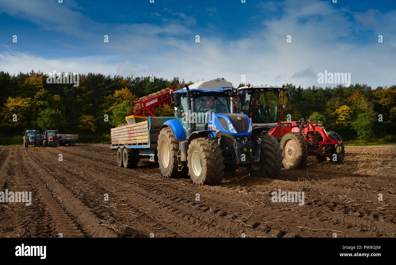 Picking potatoes in the Scottish Borders Stock Photo
