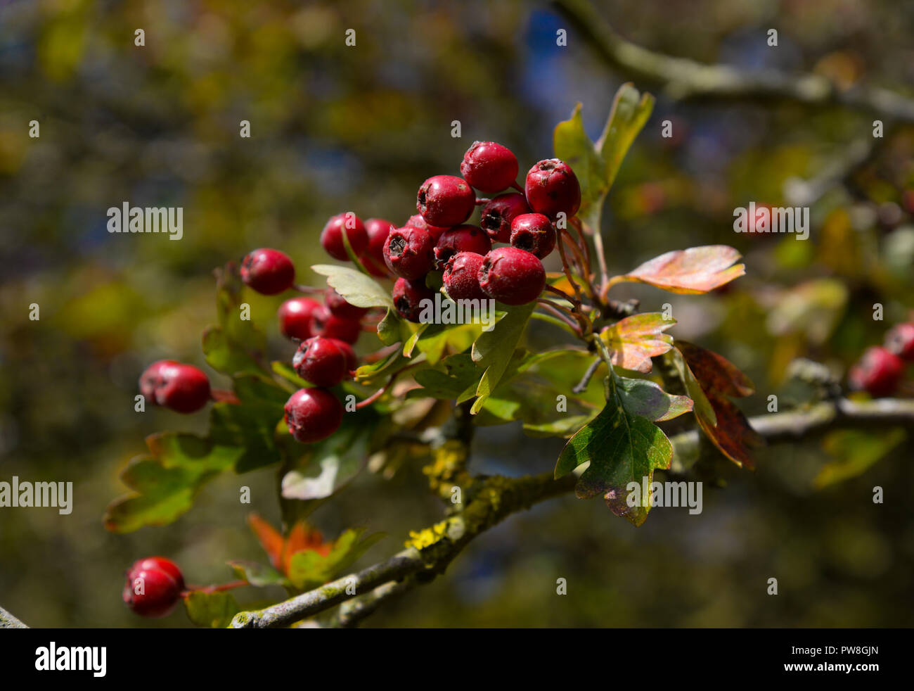 Ripe hawthorn berries Stock Photo