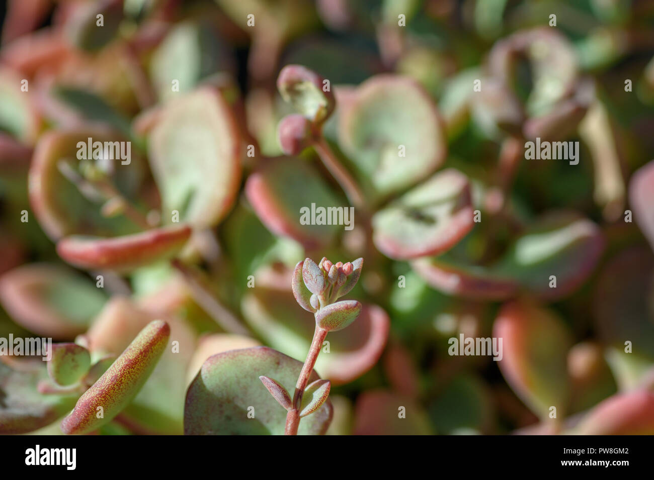 Emerging flower bud of a  Crassula 'red edge' succulent plant. Stock Photo