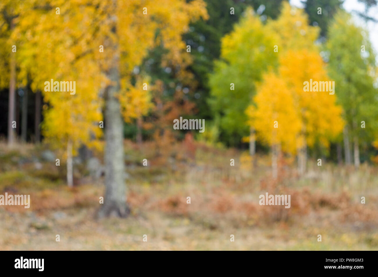 Fuzzy background- autumn Norwegian landscape (boreal forest with yellow trees). Stock Photo