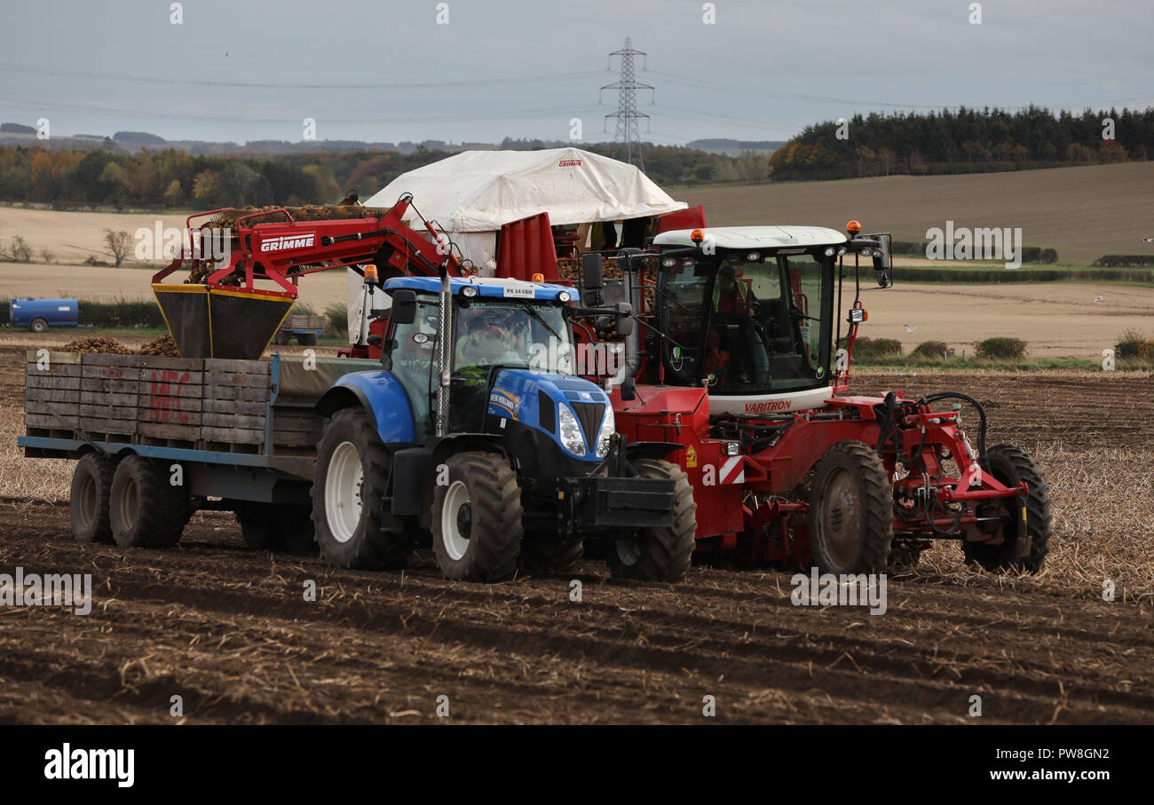 Picking potatoes in the Scottish Borders Stock Photo