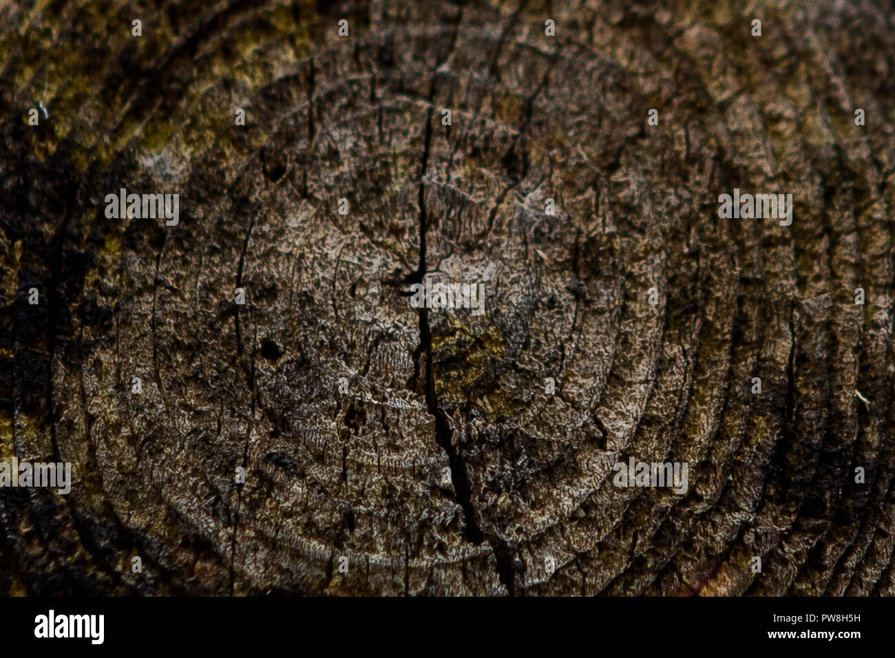 Painted brown wooden annual rings Stock Photo