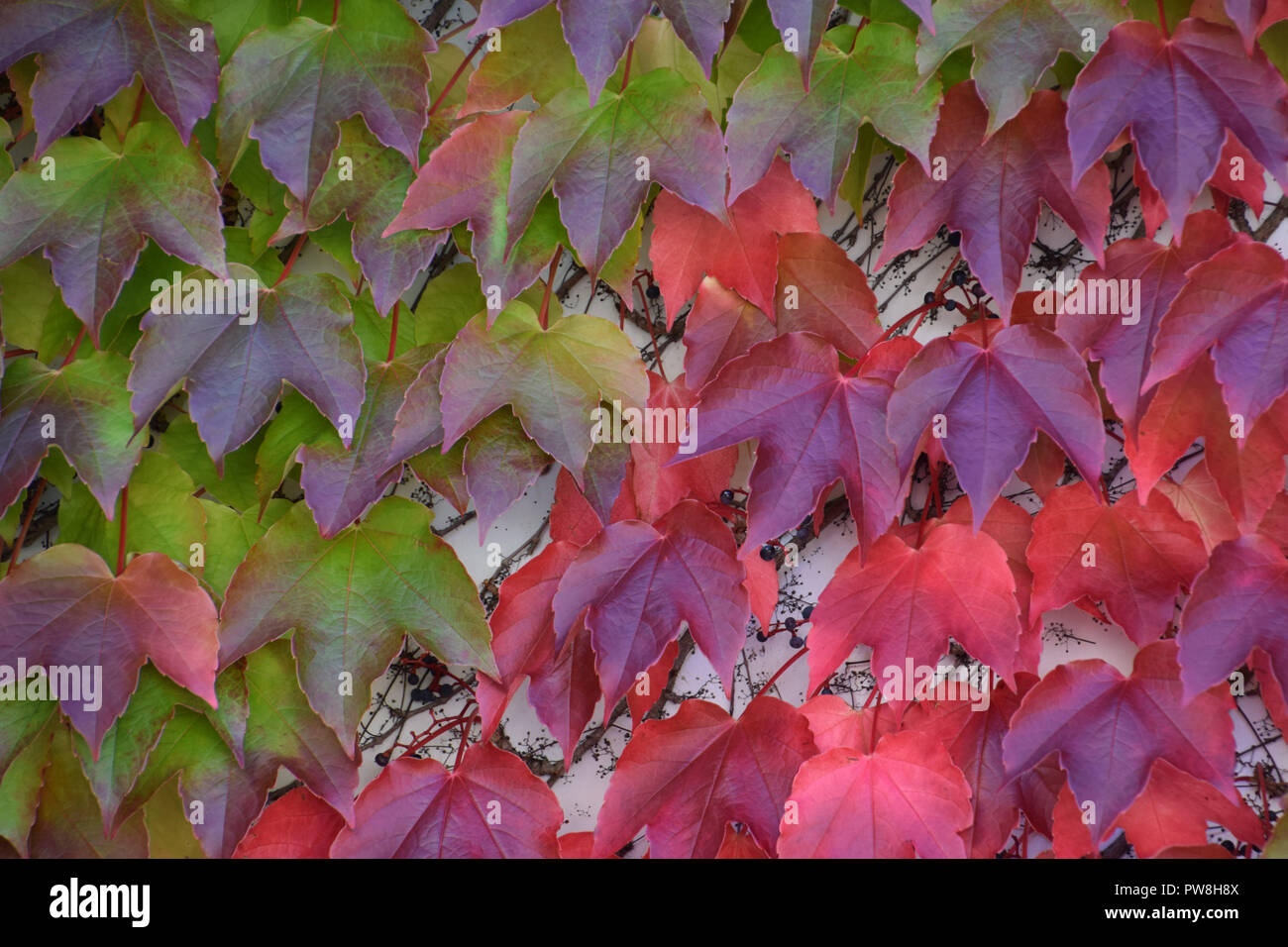 multicolored ivy leaves background, autumn colorful hedera helix climbing on a concrete wall Stock Photo