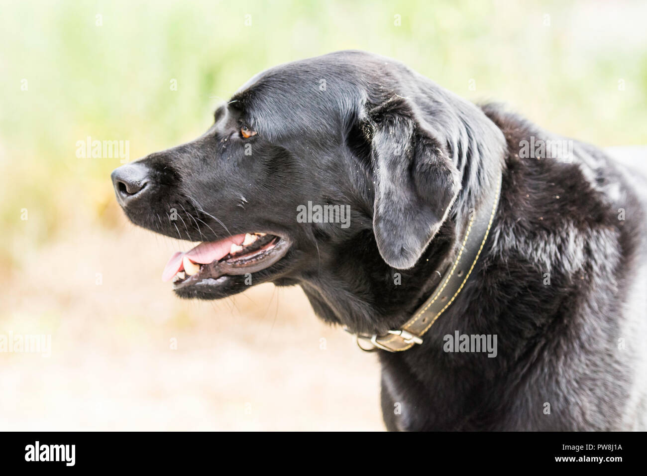 sideview of a black labrador Stock Photo