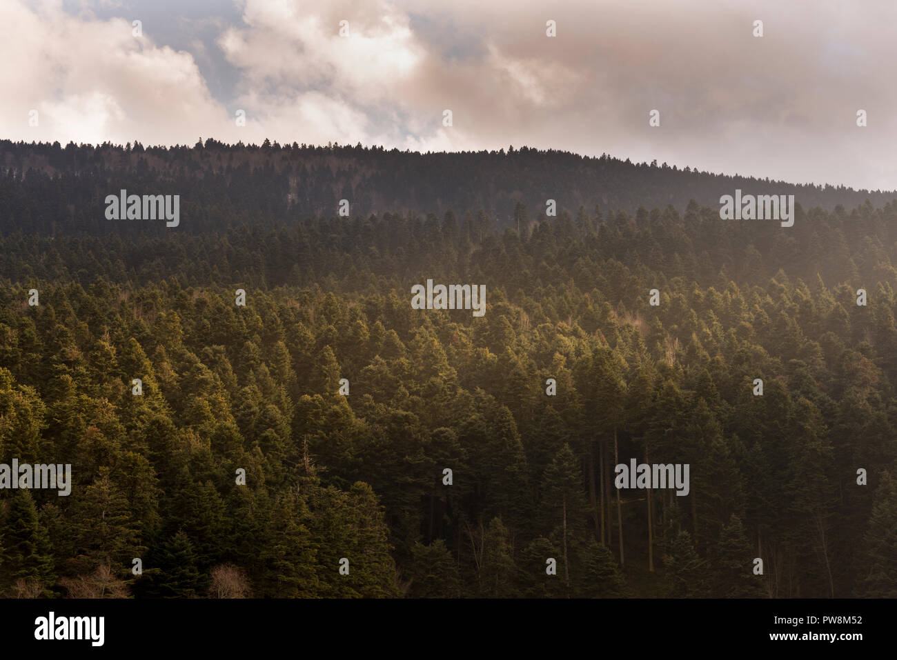 Scenic image evergreen trees hi-res stock photography and images - Alamy