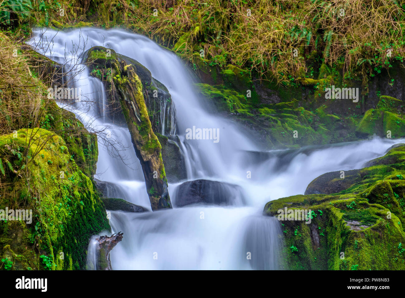 Sweet Creek Falls trail near Mapleton, Oregon Stock Photo Alamy