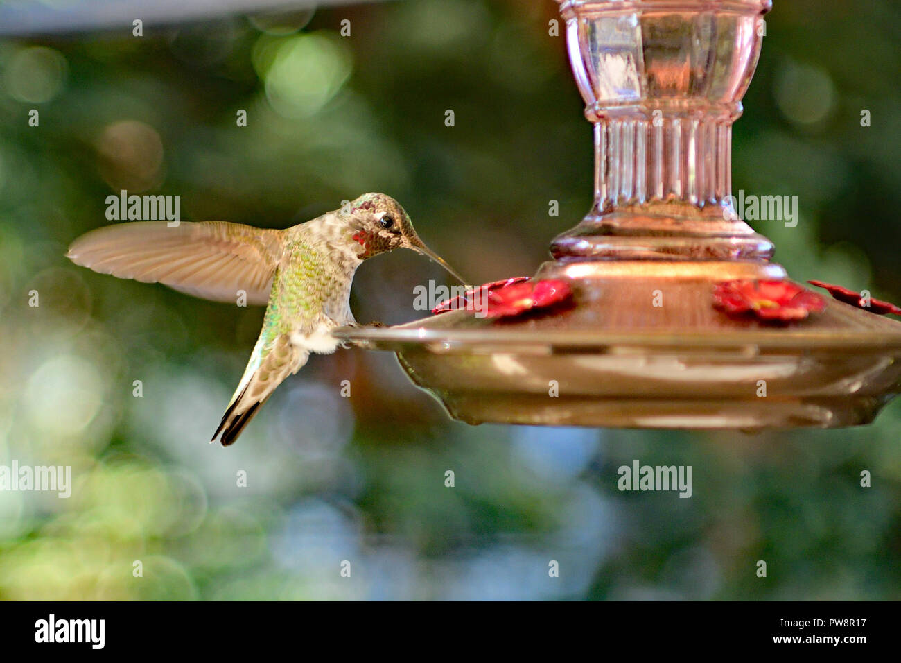 Anna's Hummingbird Stock Photo