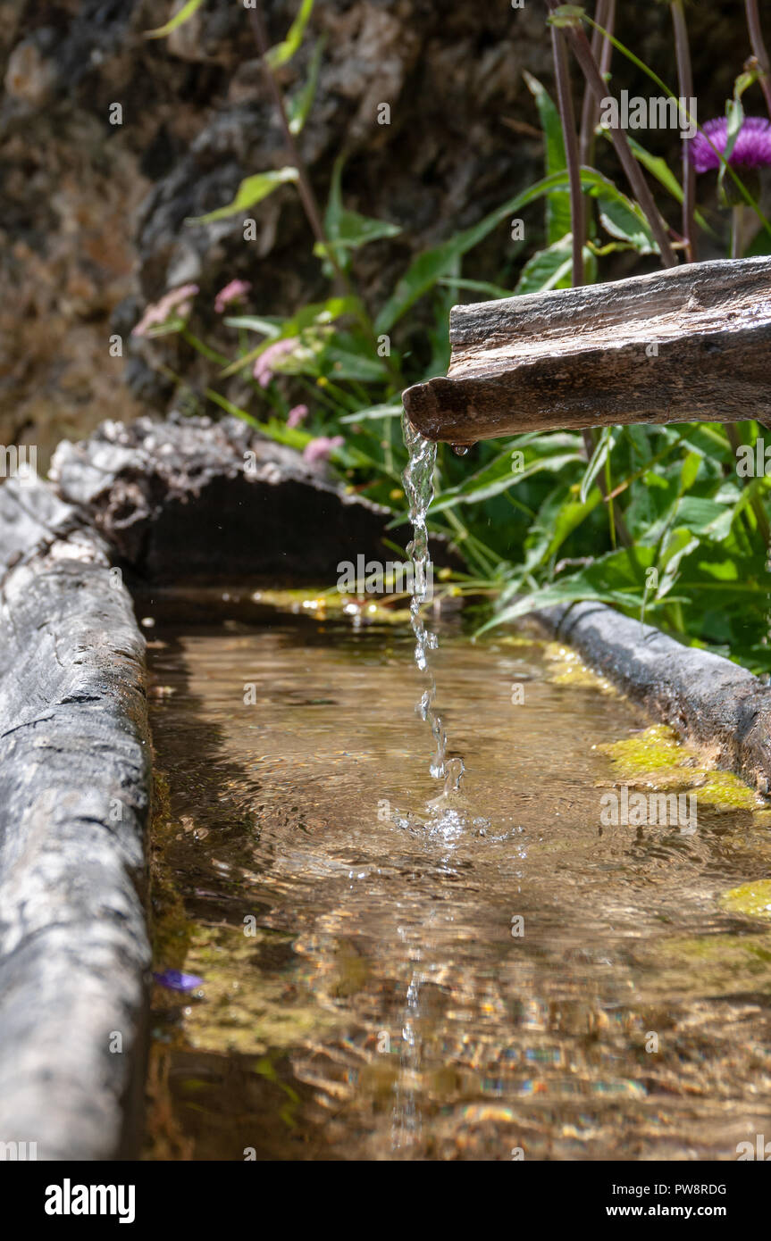 An old tree trunk is used as a through and is being filled by a flow ...