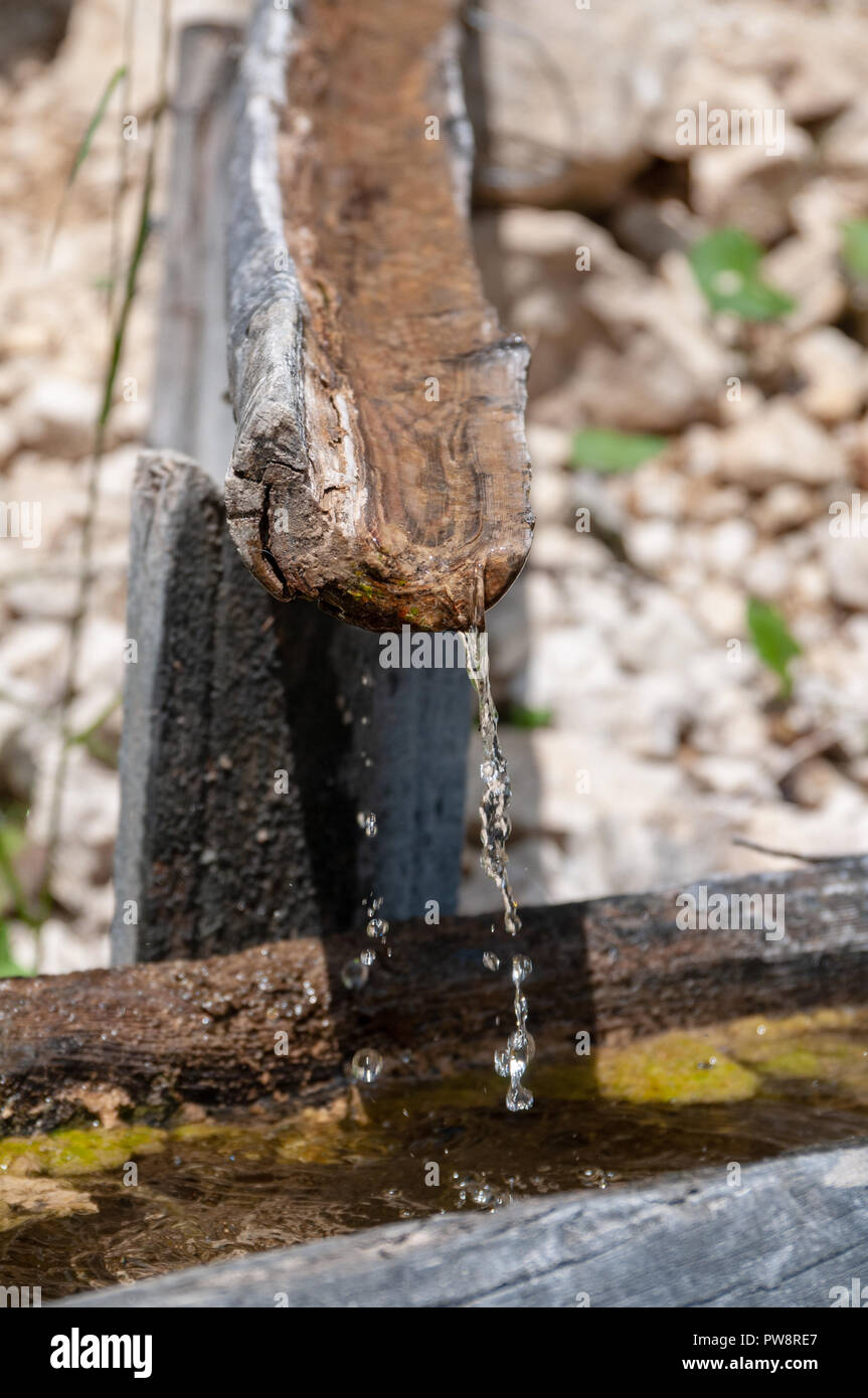 An old tree trunk is used as a through and is being filled by a flow ...